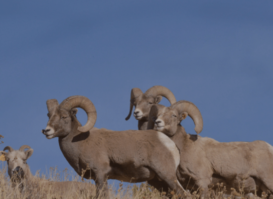 Bighorn Sheep AZ