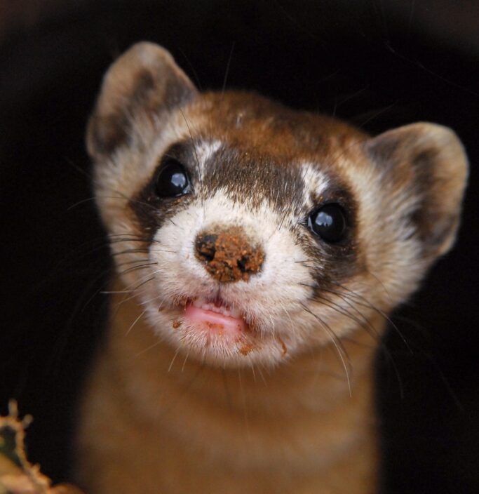 BlackFooted Ferret Arizona Game & Fish Department