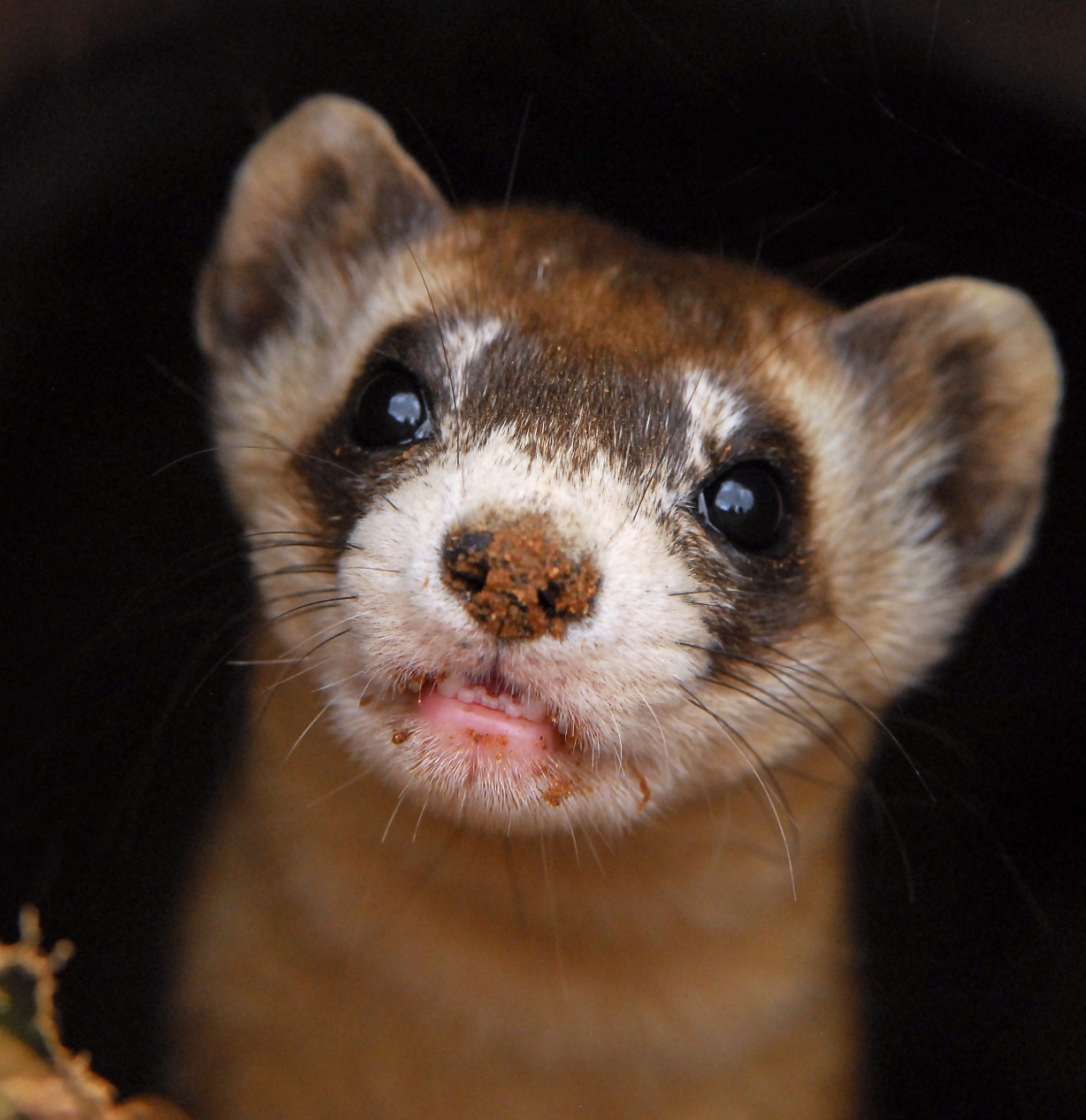 A black-footed ferret