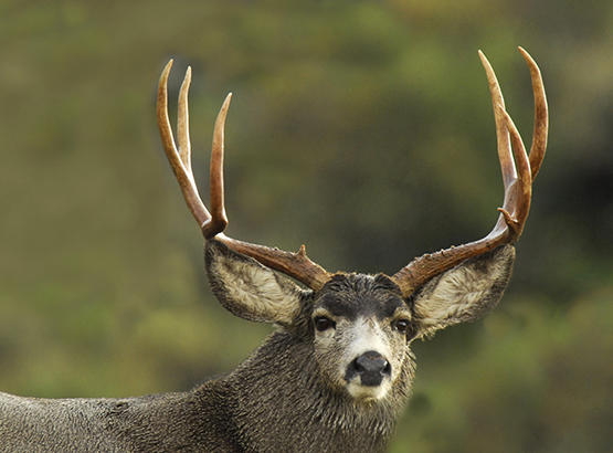 Mule Deer - Arizona Game & Fish Department