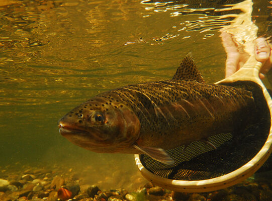 Where to Fish - Arizona Game & Fish Department