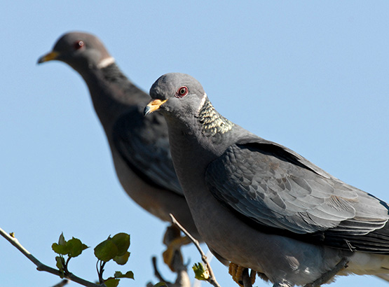 Band-tailed pigeon (Patagioenas fasciata): proposed management plan 2016 -  Canada.ca