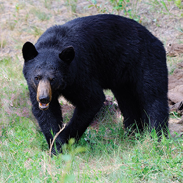 Black Bear - Arizona Game & Fish Department