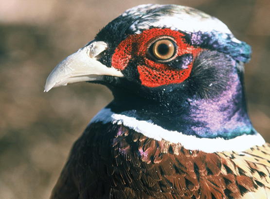 Pheasant vs Chicken: The Key Differences - A-Z Animals