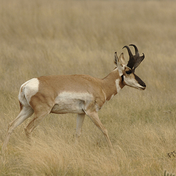 Hunting Licenses - Arizona Game & Fish Department