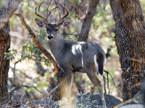 White-tailed Deer - Arizona Game & Fish Department