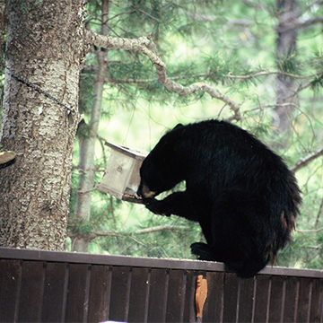 Know the Language of Black Bears